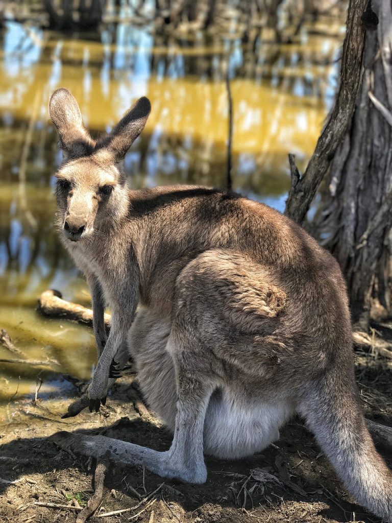 Podróż do krainy Aborygenów – last minute do australii. Wakacje 2018