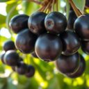 Jabuticaba – zdrowotne i odżywcze właściwości tego owocu